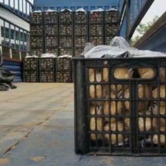 代收土早大白、荷兰、中暑---铁力蔬菜专业合作