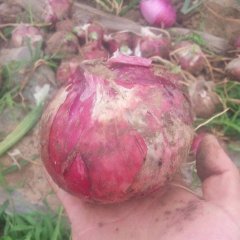 坊子黄期堡军丰农业合作社6月红皮洋葱