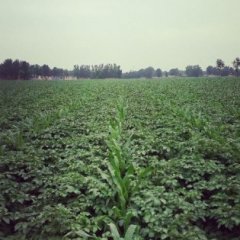 肥城王庄孔祥华6月荷兰十五土豆