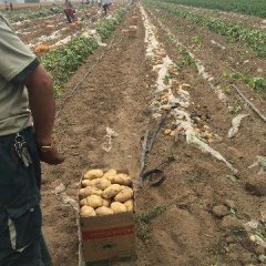 2016定州土豆交通便利 民风纯朴