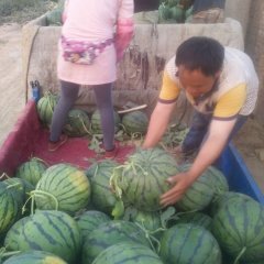 2016清苑西瓜俏销大江南北