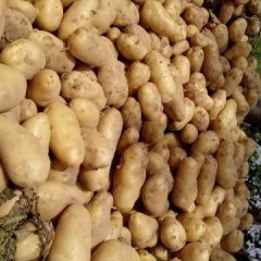 开封县万隆吴闯6月荷兰十五土豆