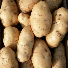 肥城王庄王方4月荷兰十五土豆