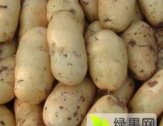 即墨出售荷兰土豆常年供应土豆诚招批发商代理