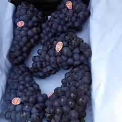 北宁葡萄名优产品,辽宁刘二诚信合作