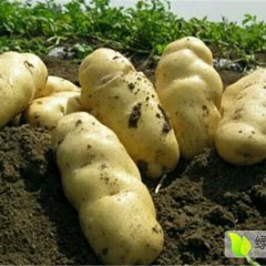 山东平阴荷兰十五土豆聚焦市场