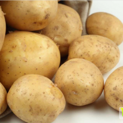 围场朝阳江海花7月荷兰十五土豆