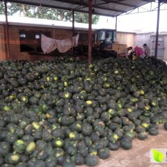 保定市清苑清凉城村王占国6月黑皮南瓜