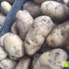 2016藁城土豆今年价格有看点