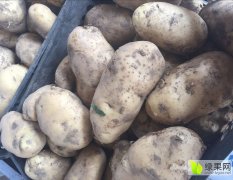 2016藁城土豆今年价格有看点