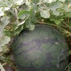 陕西大荔县黄河滩最大的西瓜种植基地