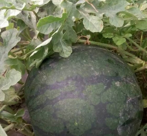 2016年陕西大荔京欣价格