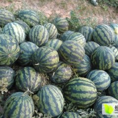 陕西西瓜/甜王/无籽西瓜 专供！