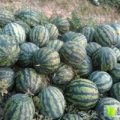 陕西西瓜/甜王/无籽西瓜 专供！