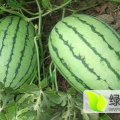 宜城市板桥镇 .黑美人