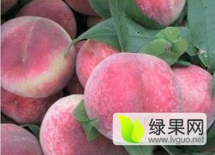 费县桃子刚刚才开始采摘，绝对保证质量