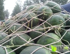 安徽砀山冠龙西瓜是名优特产