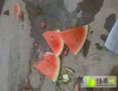 2016夏邑西瓜俏销大江南北