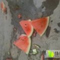 2016夏邑西瓜俏销大江南北