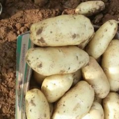 平度廖兰宋丽娜6月荷兰十五土豆