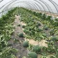 确山西瓜价格行情平稳,瓦岗吴军营诚信合作
