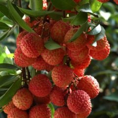 桂味荔枝供应产地代收代购