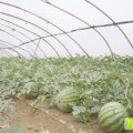 新民西瓜价格行情平稳柳河李闯诚信合作