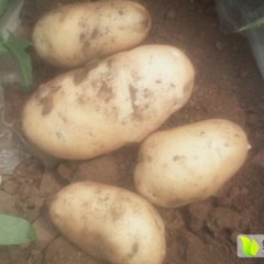 山东安丘荷兰十五土豆随行就市