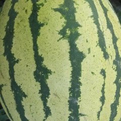 靖远西瓜营养丰富烟洞陈国胜诚信合作