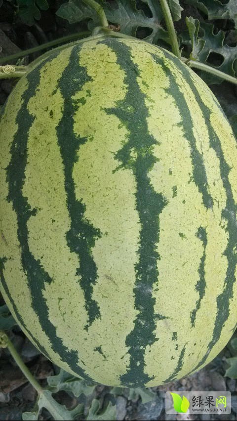 硒砂瓜价格