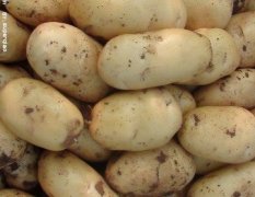 2016平度土豆价格波动不大