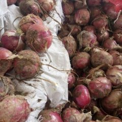 通许河南赵威4月红皮洋葱