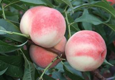 陕西大荔郑2蜜桃早买早赚