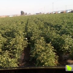 辽宁绥中中薯系列土豆价格适宜