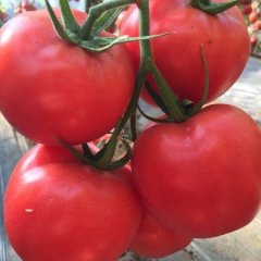 安吉丽娜秋延粉果番茄