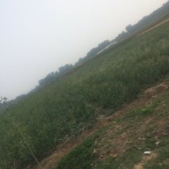 安丘洋葱绿色无公害潍坊于成龙诚信合作