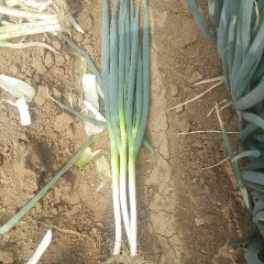 坊子大葱火热上市,黄旗周福林诚信合作