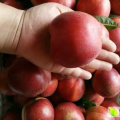 砀山油桃名优产品西南诚信合作