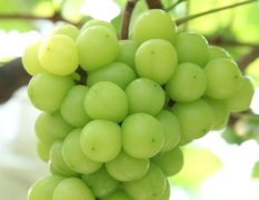 南玉大棚葡萄新品种 醉金香葡萄苗 葡萄苗种植价
