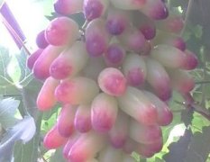 无核葡萄品种 黑巴拉多葡萄种植季节 最好的葡萄
