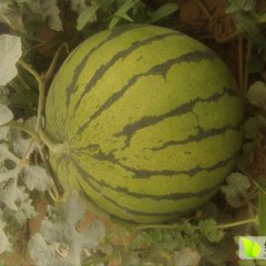 阜城西瓜假一赔十,漫河农民诚信合作