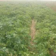 2016新乐土豆俏销大江南北