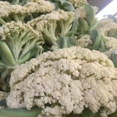 沛县菜花品质优良,小吕陈文浩诚信合作