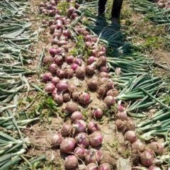 山东惠民圆葱大量上市了