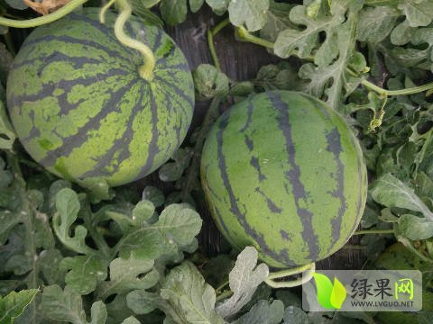 2016年安徽砀山京欣价格