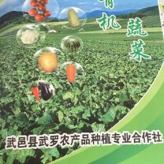 武邑土豆绿色无公害,106国武月鹏诚信合作