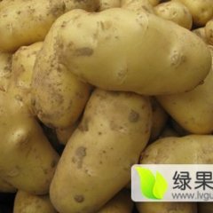 山东昌邑荷兰十五土豆六月上市了