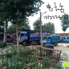 清苑冬瓜火爆招商中,清凉李五更诚信合作