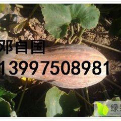 湖北嘉鱼邓自国小果，大果，金韩秘本热销中