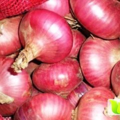 2016金乡洋葱俏销大江南北